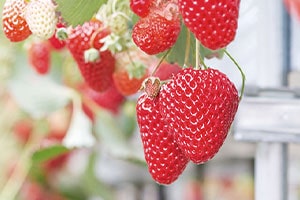 食材研究