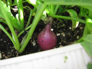 Photo_4