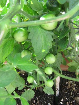 Photo_5