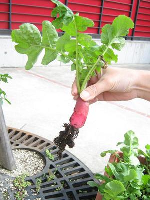 Photo_6
