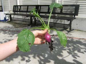 Photo_7
