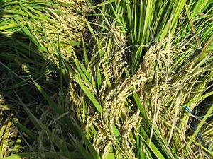 Photo_3